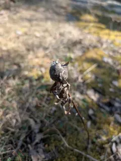 Aulacidea hieracii thumbnail 3