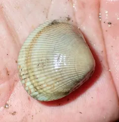 Low-rib Cockle thumbnail 4