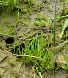 western grasswort thumbnail 1