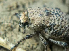 Thecesternus affinis thumbnail 3