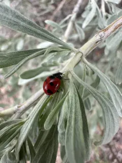 Satellite Lady Beetle thumbnail 2