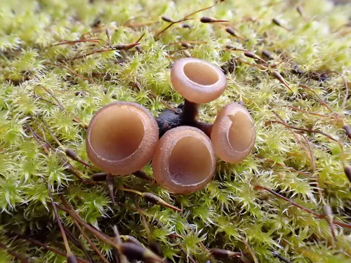 Anemone Cup
