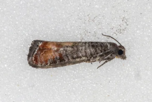 Adana Tip Moth