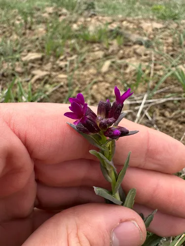 Elegant Rockcress