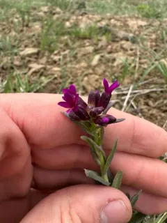 Elegant Rockcress thumbnail 1