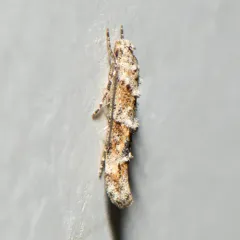 Mompha stellella thumbnail 4