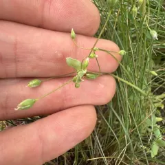 Jagged Chickweed thumbnail 3