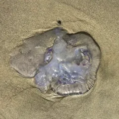 Greater Moon Jelly thumbnail 3