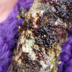 Hanging Millipede Liverwort thumbnail 3