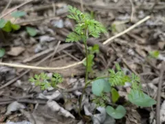 spreading chervil thumbnail 3