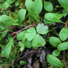 Small-flower Anemone thumbnail 3