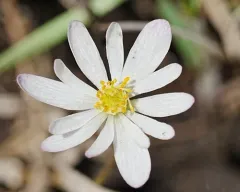 Carolina Anemone thumbnail 3