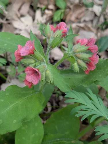 Red Lungwort