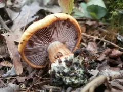 Calonarius amnicola thumbnail 2