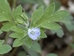 Coville's phacelia thumbnail 1