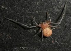 Evans's Running Crab Spider thumbnail 3
