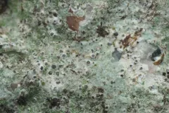 Cyclohymenia epilithica thumbnail 4