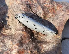 Gray Ethmia Moth thumbnail 3