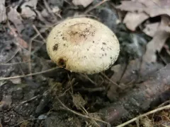 Inocybe glaucescens thumbnail 2