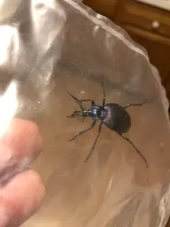 Bereft Snail-eating Beetle thumbnail 2