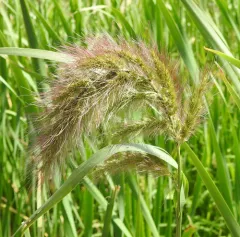 Walter's barnyard grass thumbnail 2