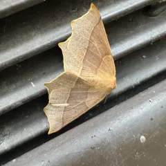 Tetracis cervinaria thumbnail 2