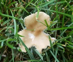 Melanoleuca griseobrunnea thumbnail 2