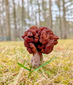 Gyromitra venenata thumbnail 1