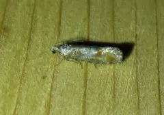 Pitch Pine Tip Moth thumbnail 4