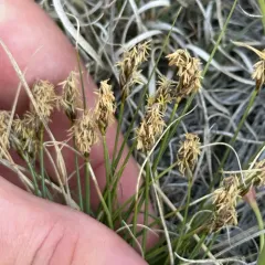 Needleleaf sedge thumbnail 4