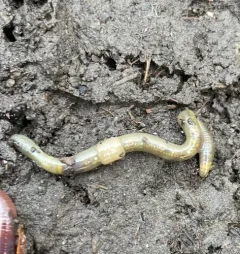Green Worm thumbnail 4