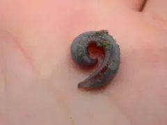 Ophelia limacina thumbnail 1