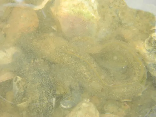 Ocean Pout