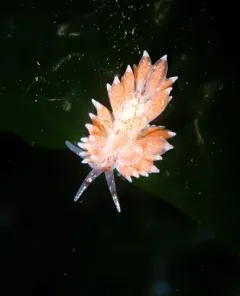 club-gilled nudibranch thumbnail 3