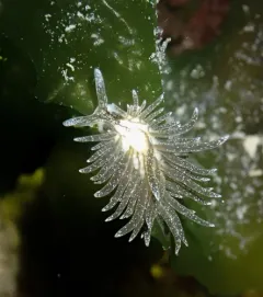 Branched Sapsucker thumbnail 4