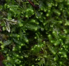 Bazzania Liverwort thumbnail 2