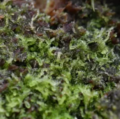 Two-horned Pincerwort thumbnail 1