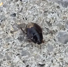 Microporus nigrita thumbnail 4