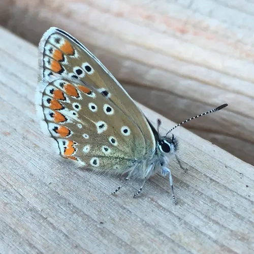 Common Blue