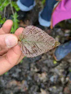 Swamp Cottonwood thumbnail 4