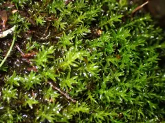 yellowish fork-moss thumbnail 3