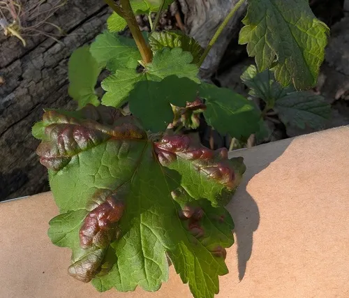 Redcurrant Blister Aphid