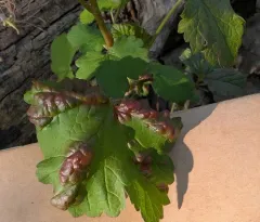 Redcurrant Blister Aphid thumbnail 1