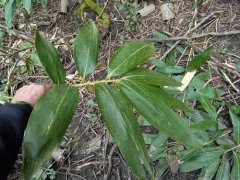 Broad-leaved Bamboo thumbnail 1
