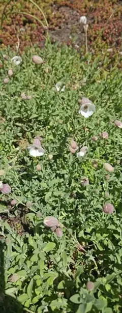 Sea Campion thumbnail 2