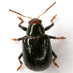 Strawberry Rootworm thumbnail 4