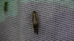 Eucosma awemeana thumbnail 4