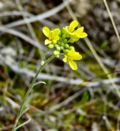 Douglas' Bladderpod thumbnail 3