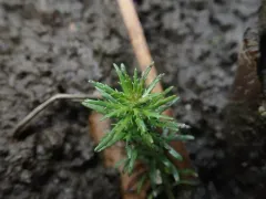western water-milfoil thumbnail 2