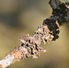 Powdered Wrinkle Lichen thumbnail 4